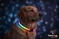 LED Light Up Dog Collar